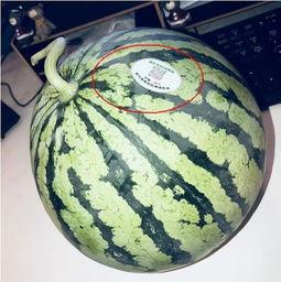 网红求瓜吃,一场视觉与味蕾的双重盛宴  第2张